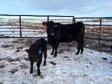 First Calf Pairs for Sale