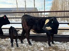 First Calf Pairs for Sale - Photo 2