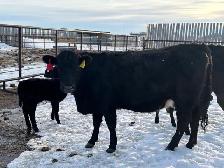 First Calf Pairs for Sale - Photo 3