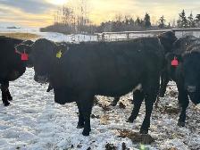 First Calf Pairs for Sale - Photo 4