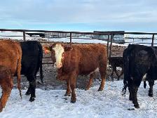 First Calf Pairs for Sale - Photo 6