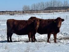 First Calf Pairs for Sale - Photo 7