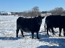 First Calf Pairs for Sale - Photo 8