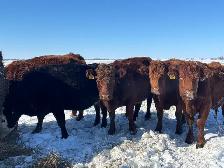 First Calf Pairs for Sale - Photo 9