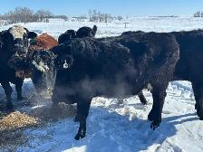 First Calf Pairs for Sale - Photo 10