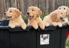Purebred golden retriever pups - Photo 3