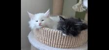 chatons Maine coon - Photo 2