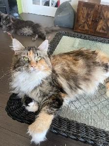 chatons Maine coon - Photo 3