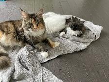 chatons Maine coon - Photo 4