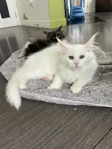 chatons Maine coon - Photo 6