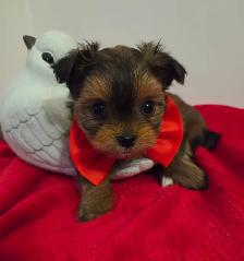 BEAUTIFUL SHORKIE PUPPIES