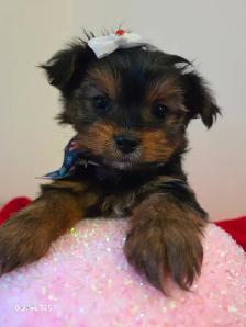 BEAUTIFUL SHORKIE PUPPIES - Photo 2