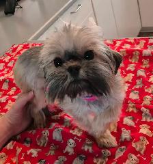 BEAUTIFUL SHORKIE PUPPIES - Photo 4