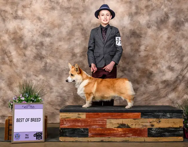 CKC registered Pembroke Welsh Corgi pups