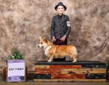 CKC registered Pembroke Welsh Corgi pups