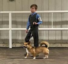 CKC registered Pembroke Welsh Corgi pups - Photo 2