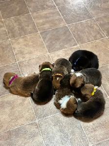 CKC registered Pembroke Welsh Corgi pups - Photo 4