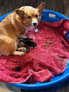 CKC registered Pembroke Welsh Corgi pups - Photo 5