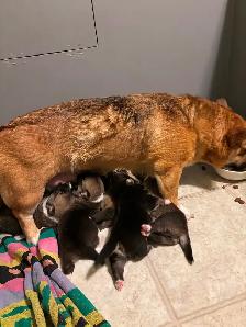 CKC registered Pembroke Welsh Corgi pups - Photo 6