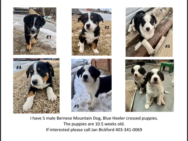 Bernese Mtn Dog x Blue Heeler