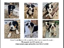 Bernese Mtn Dog x Blue Heeler