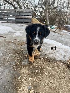 Bernese Mtn Dog x Blue Heeler - Photo 2