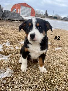 Bernese Mtn Dog x Blue Heeler - Photo 3