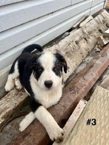 Bernese Mtn Dog x Blue Heeler - Photo 4