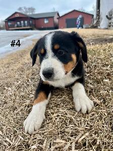 Bernese Mtn Dog x Blue Heeler - Photo 5