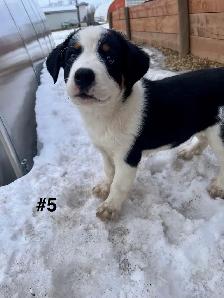 Bernese Mtn Dog x Blue Heeler - Photo 6