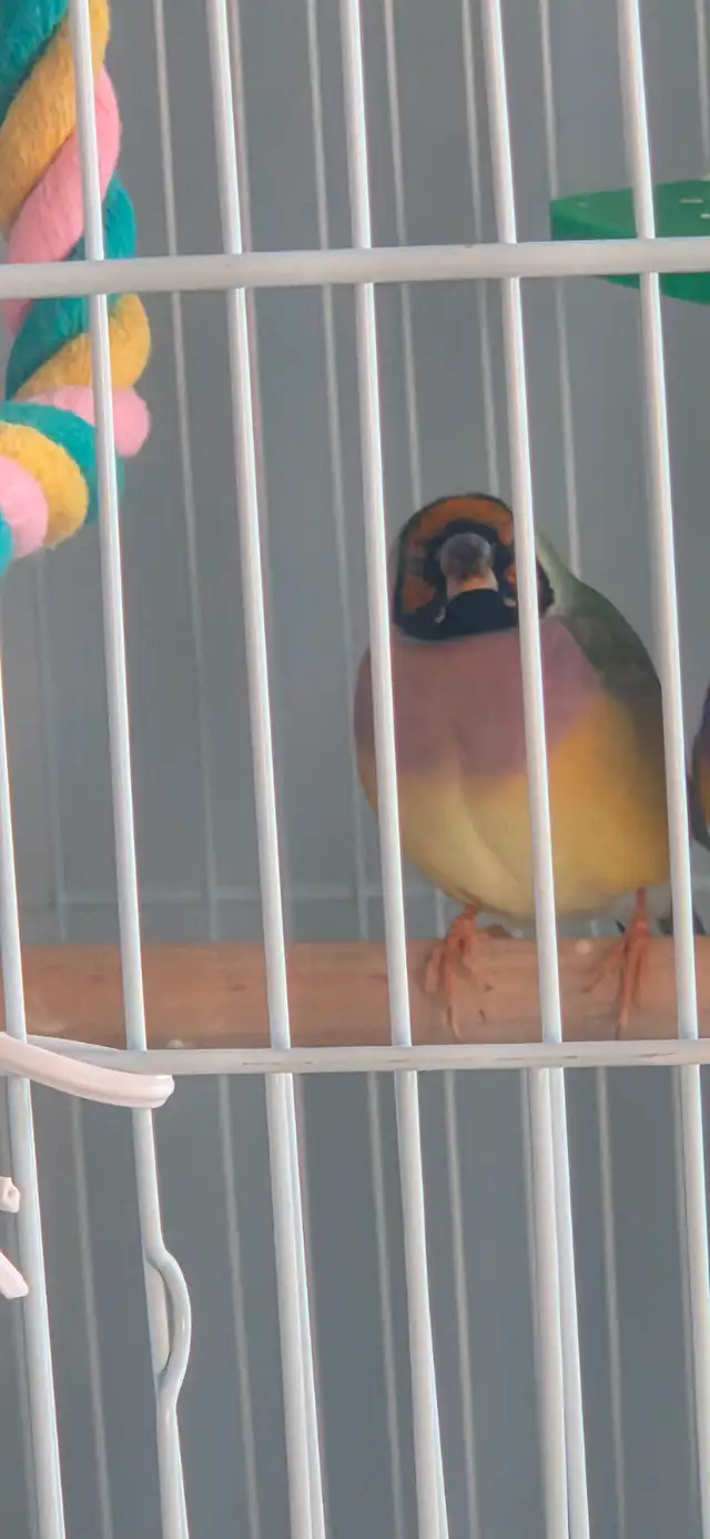 mâle diamant de gould