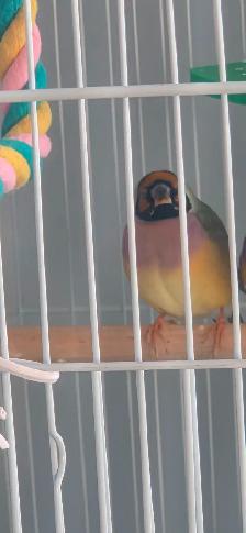 mâle diamant de gould