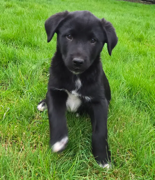 Beautiful Border Collie x Lab Puppies, Playful Puppies