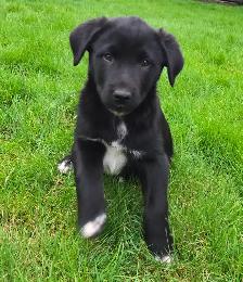 Beautiful Border Collie x Lab Puppies, Playful Puppies