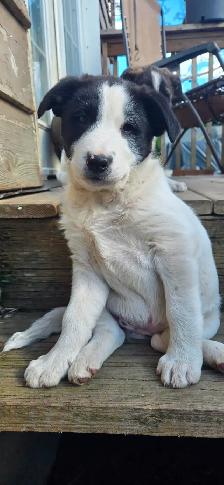 Beautiful Border Collie x Lab Puppies, Playful Puppies - Photo 2