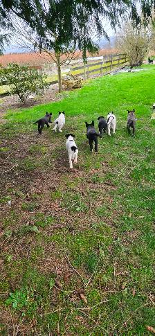 Beautiful Border Collie x Lab Puppies, Playful Puppies - Photo 4