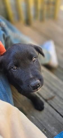 Beautiful Border Collie x Lab Puppies, Playful Puppies - Photo 5