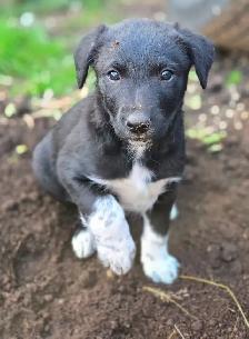 Beautiful Border Collie x Lab Puppies, Playful Puppies - Photo 6