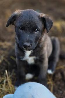 Beautiful Border Collie x Lab Puppies, Playful Puppies - Photo 7