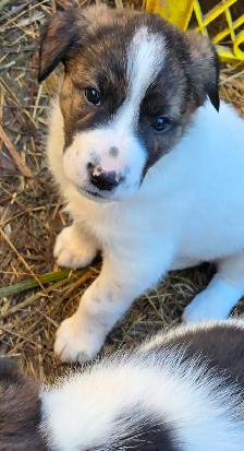 Beautiful Border Collie x Lab Puppies, Playful Puppies - Photo 8