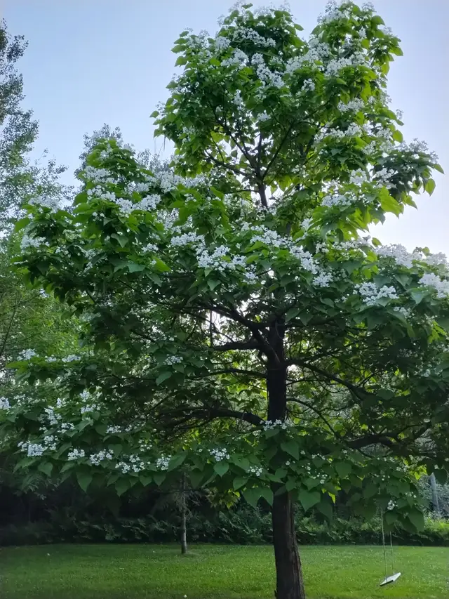 Arbre Catalpa à vendre