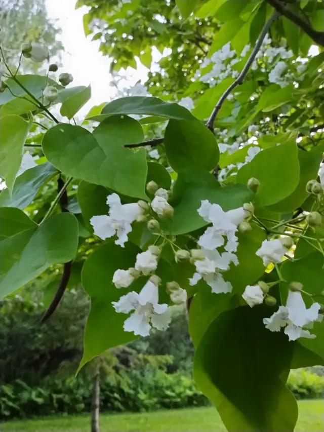Arbre Catalpa à vendre - Photo 2