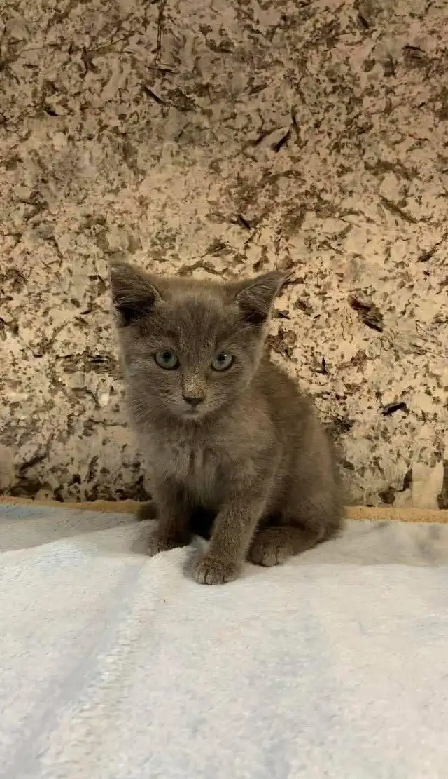 Beautiful Russian blue male and female kittens