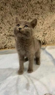 Beautiful Russian blue male and female kittens - Photo 4