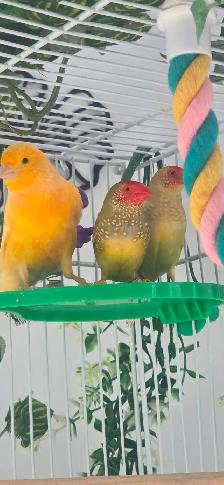 diamant ruficanda - Photo 2