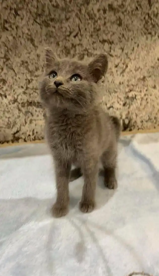 Beautiful Russian blue kittens