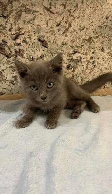 Beautiful Russian blue kittens - Photo 5