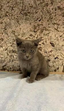 Beautiful Russian blue kittens - Photo 9