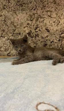 Beautiful Russian blue kittens - Photo 4
