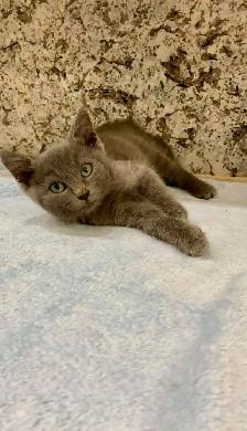 Beautiful Russian blue kittens - Photo 5